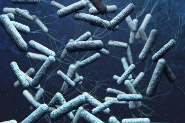 Wachstumsbedingungen von Bazillus