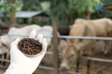 In welchen Futtermitteln wird häufig Bacillus subtilis verwendet?