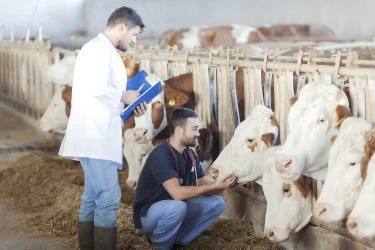 Anwendung von Clostridium Butyricum bei der Viehzucht
